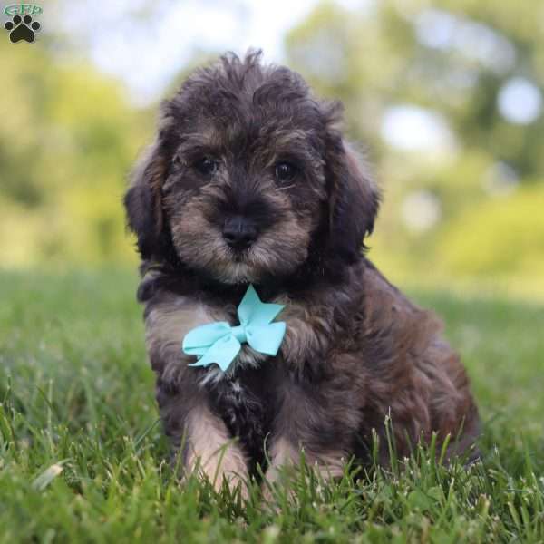 Carter, Mini Schnoodle Puppy